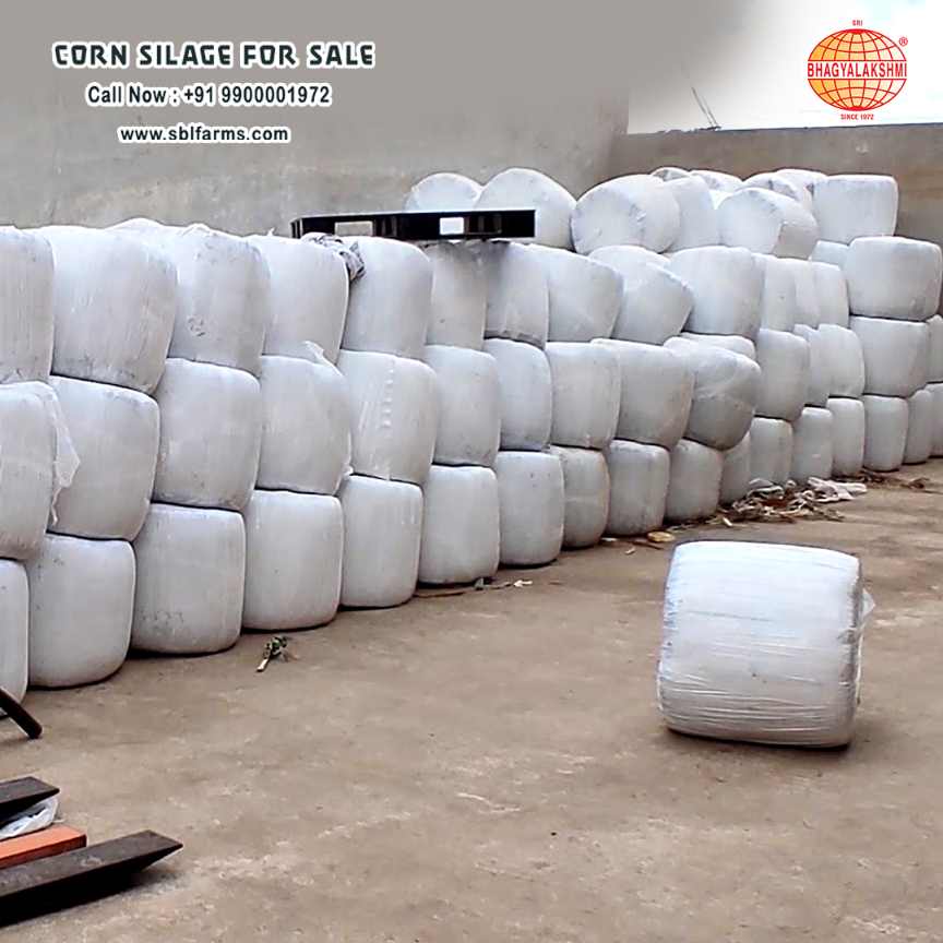 Corn Silage Suppliers in Bangalore | Corn Silage for Sale  |  Corn Silage, Baby Corn Silage manufacturers, suppliers & exporters in Bangalore | corn silage for sale in bangalore |  Sri Bhagyalakshmi Farms Corn Silage Bangalore| Silage Balers | Animal Feed Manufacturers | Production of Silage |Cattle feed manufacturers & suppliers - SBL Farms is solving the biggest fodder crisis in India, by supplying Silage bales, Bailing machines to dairy farmers, Cooperatives, Animal Husbandry | Best Cattle Feed Manufacturers & Silage Suppliers in India | Indias Best Baled Silage Producers